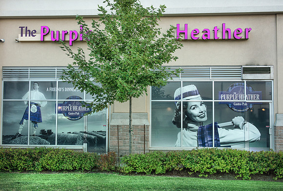 Purple Heather Pup, Burlington