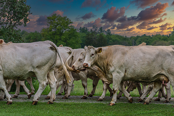 Farming