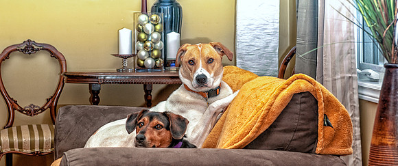 Harley (RIP) & little sister Molly