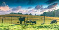 Hog Farm