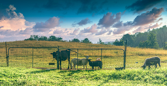 Hog Farm
